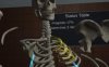 《人体解剖学》Human Anatomy Puzzle